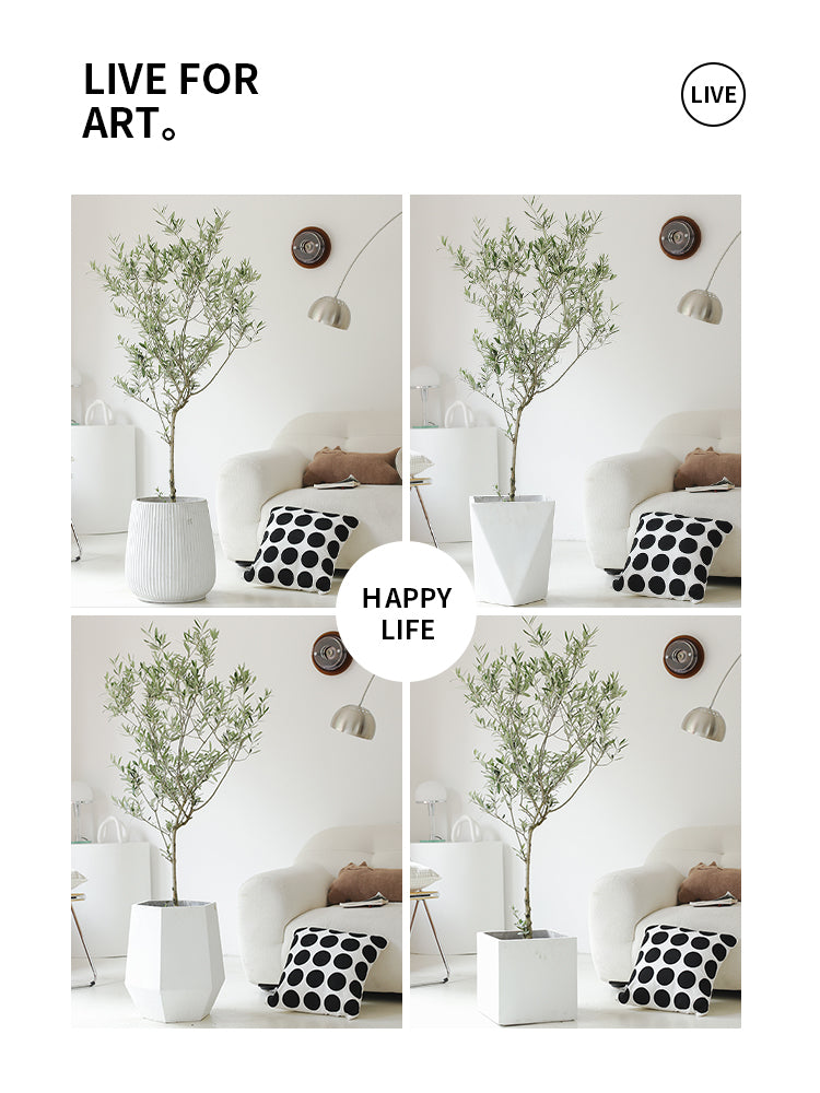 Indoor Olive Tree Plant (Olea Europaea) Garden Plus