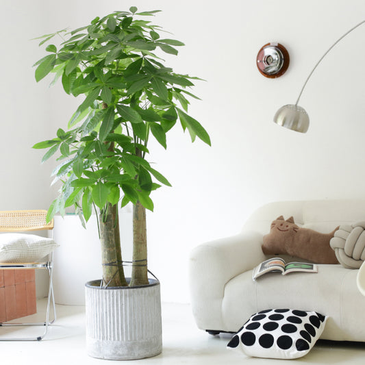 Indoor Pachira Aquatica (Money Tree)