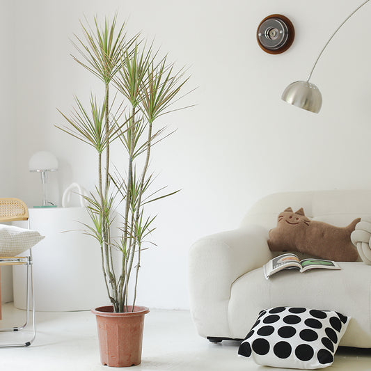 Indoor Multi-Head Dracaena Marginata Plant (Dragon Tree)