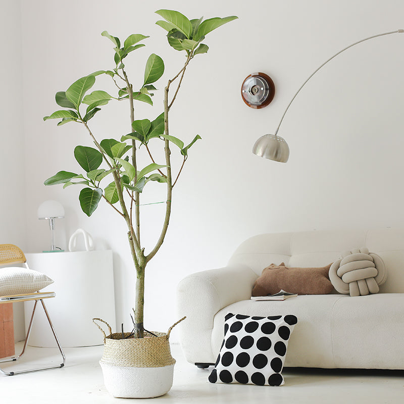 Indoor Ficus Altissima Plant Garden Plus