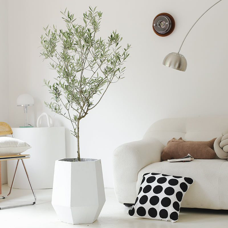 Indoor Olive Tree Plant (Olea Europaea) Garden Plus