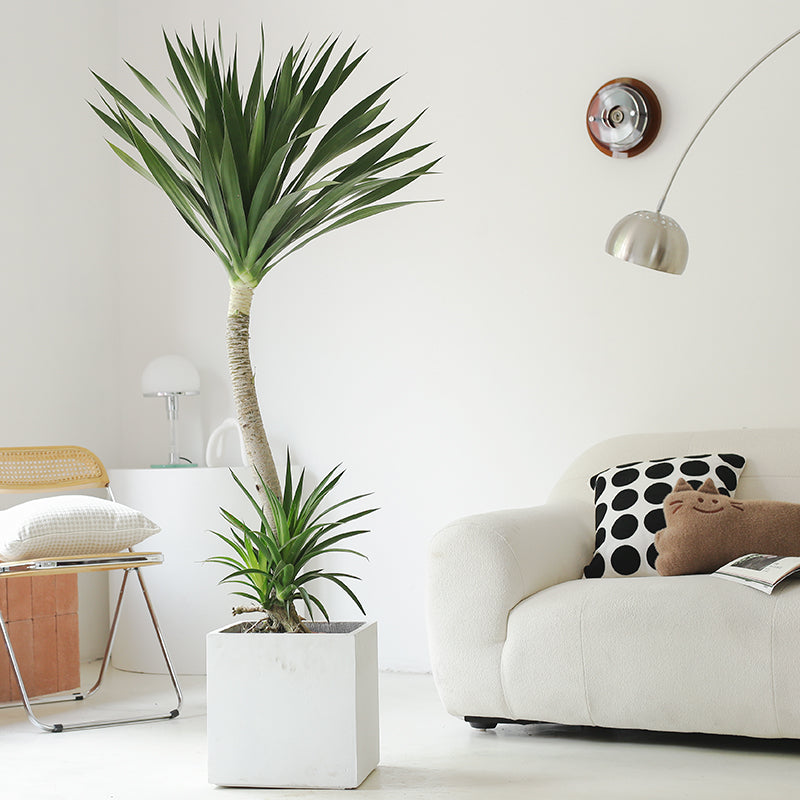 Indoor Dutch Iron Dracaena Plant Garden Plus