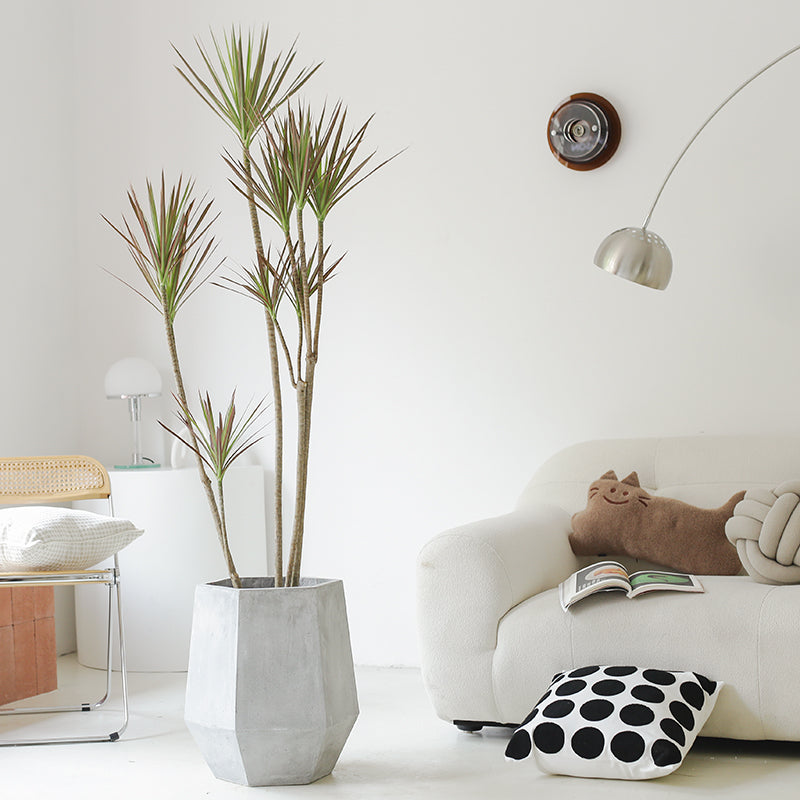 Indoor Multi-Head Dracaena Marginata Plant (Dragon Tree) Garden Plus