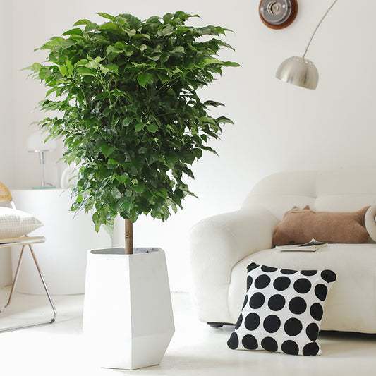 Indoor Radermachera Sinica Plant (Happiness Tree)