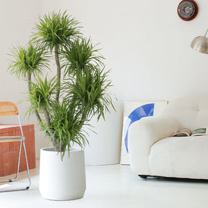 Indoor Multi-Heads Frangrant Dracaena Compacta Plant Garden Plus