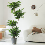 Indoor Radermachera Sinica Plant (Happiness Tree) Garden Plus