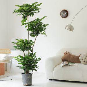 Indoor Radermachera Sinica Plant (Happiness Tree) Garden Plus