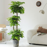 Indoor Radermachera Sinica Plant (Happiness Tree) Garden Plus