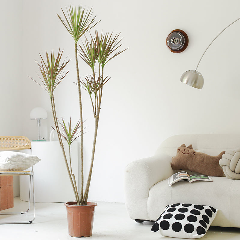 Indoor Multi-Head Dracaena Marginata Plant (Dragon Tree) Garden Plus