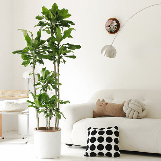 Indoor Threaded Iron Green Plant