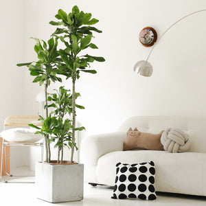 Indoor Threaded Iron Green Plant Garden Plus