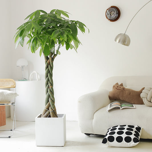 Indoor Twisted Stem Pachira Aquatica Plant (Ausipicous Money Plant)