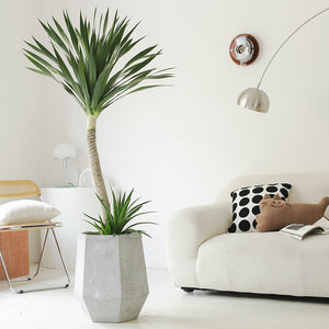 Indoor Dutch Iron Dracaena Plant Garden Plus