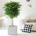 Indoor Radermachera Sinica Plant (Happiness Tree) Garden Plus