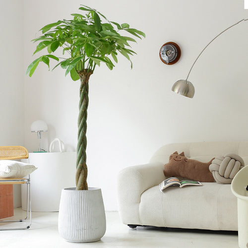 twisted money plant Indoor Twisted Stem Pachira Aquatica Plant (Ausipicous Money Plant) Garden Plus