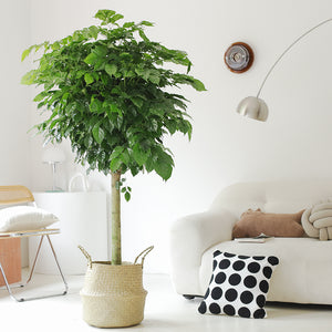 Indoor Radermachera Sinica Plant (Happiness Tree) Garden Plus