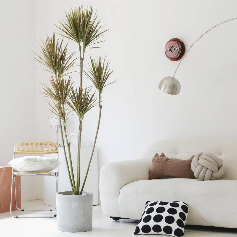 Indoor Multi-Head Dracaena Marginata Plant (Dragon Tree) Garden Plus