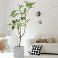 Indoor Ficus Altissima Plant Garden Plus