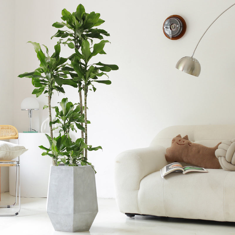 Indoor Threaded Iron Green Plant Garden Plus