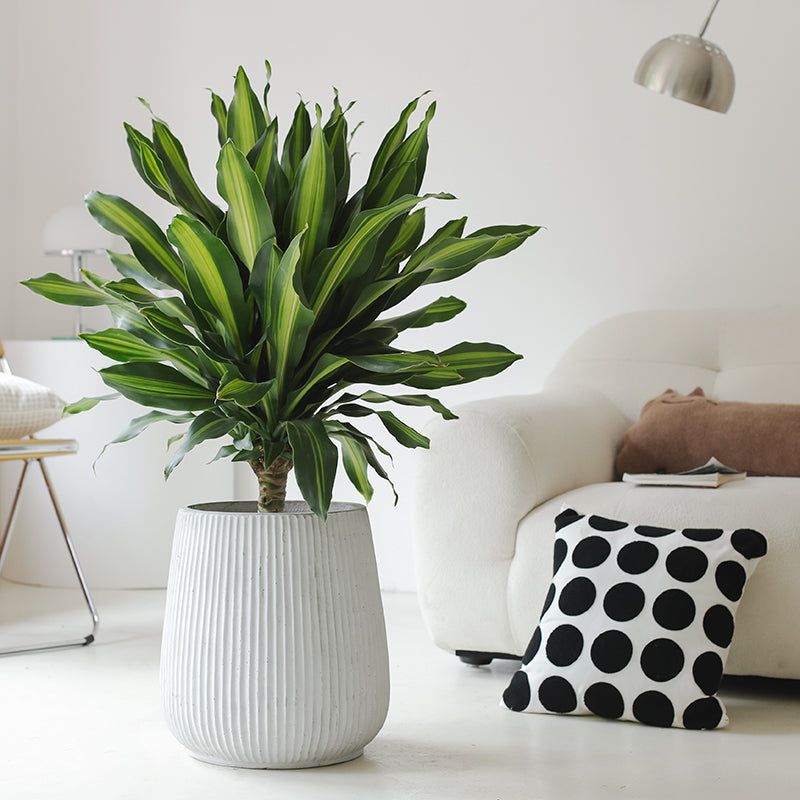 dracaena exterieur Indoor Dracaena Fragrans (Corn) Plant Garden Plus