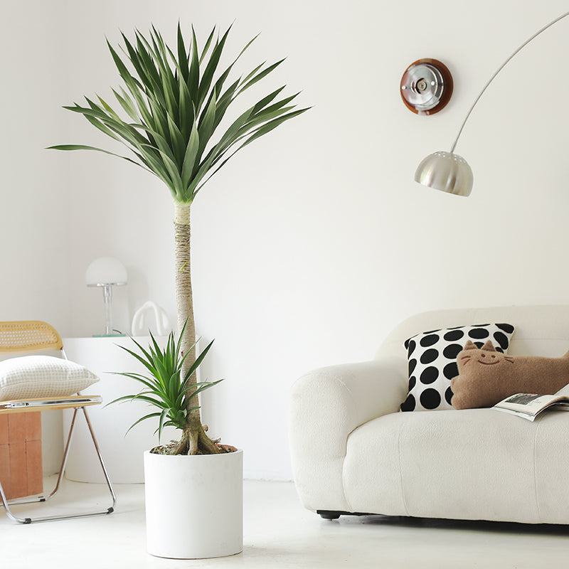 Indoor Dutch Iron Dracaena Plant Garden Plus