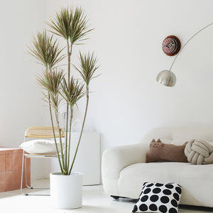 Indoor Multi-Head Dracaena Marginata Plant (Dragon Tree) Garden Plus