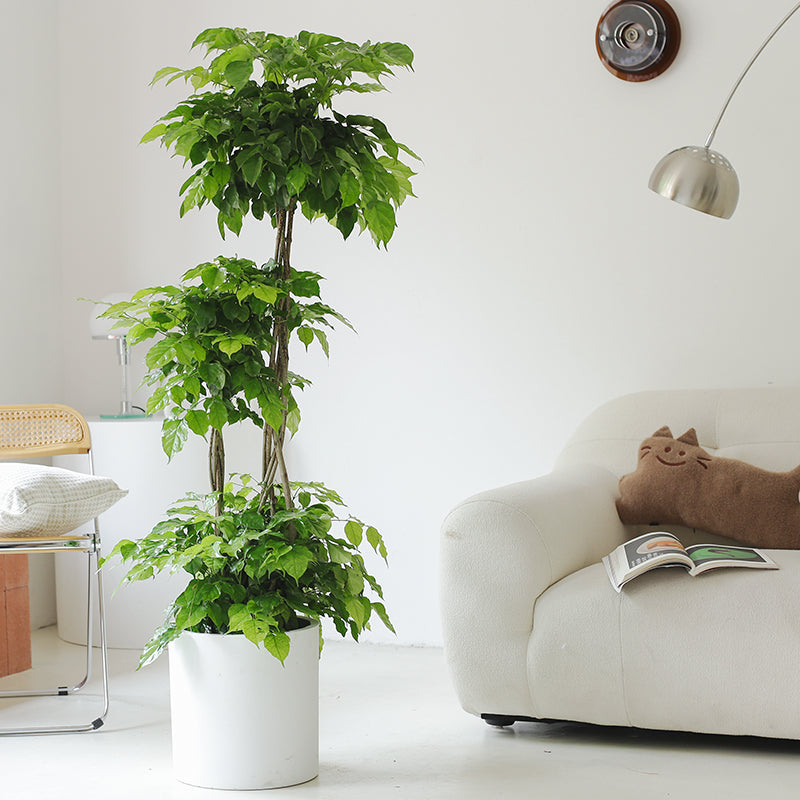 Indoor Radermachera Sinica Plant (Happiness Tree) Garden Plus