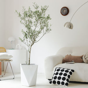 Indoor Olive Tree Plant (Olea Europaea) Garden Plus