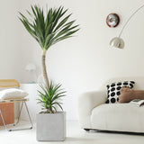 Indoor Dutch Iron Dracaena Plant Garden Plus