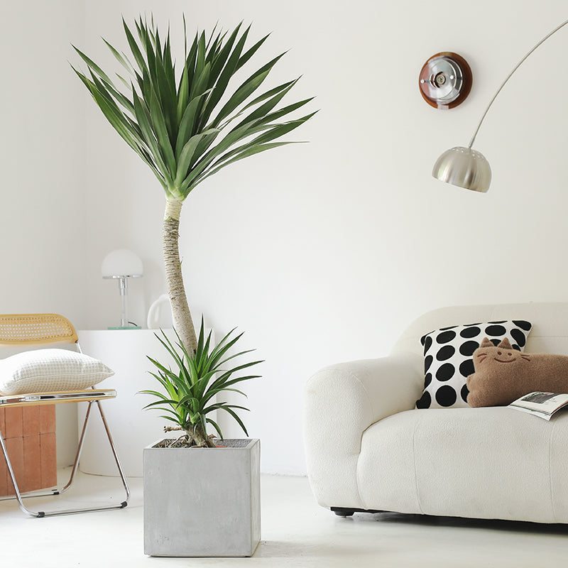 Indoor Dutch Iron Dracaena Plant Garden Plus