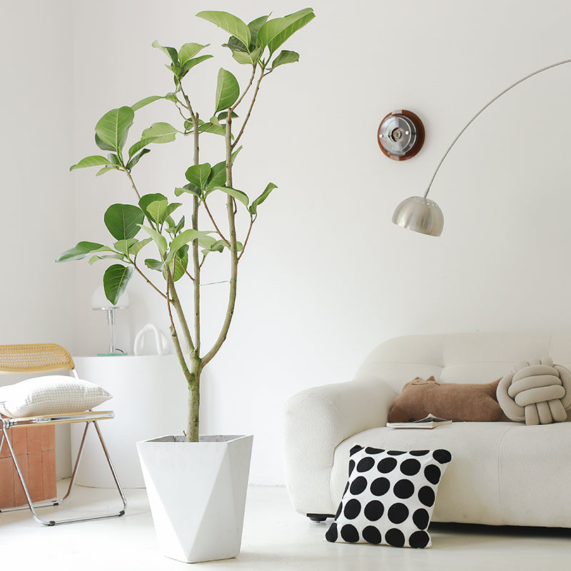 Indoor Ficus Altissima Plant Garden Plus