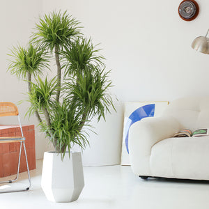 Indoor Multi-Heads Frangrant Dracaena Compacta Plant Garden Plus