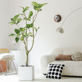 Indoor Ficus Altissima Plant Garden Plus