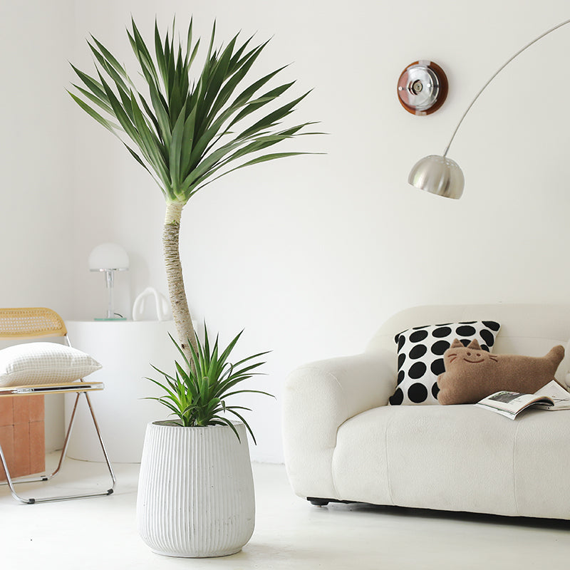 Indoor Dutch Iron Dracaena Plant Garden Plus