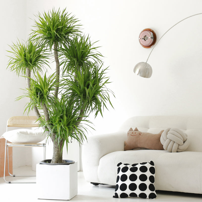 Indoor Multi-Heads Frangrant Dracaena Compacta Plant Garden Plus