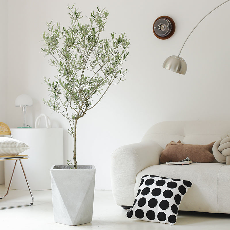 Indoor Olive Tree Plant (Olea Europaea) Garden Plus