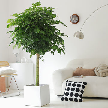 Indoor Radermachera Sinica Plant (Happiness Tree)
