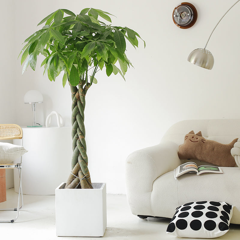 twisted stem indoor plant Indoor Twisted Stem Pachira Aquatica Plant (Ausipicous Money Plant) Garden Plus