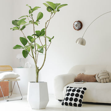 Indoor Ficus Altissima Plant