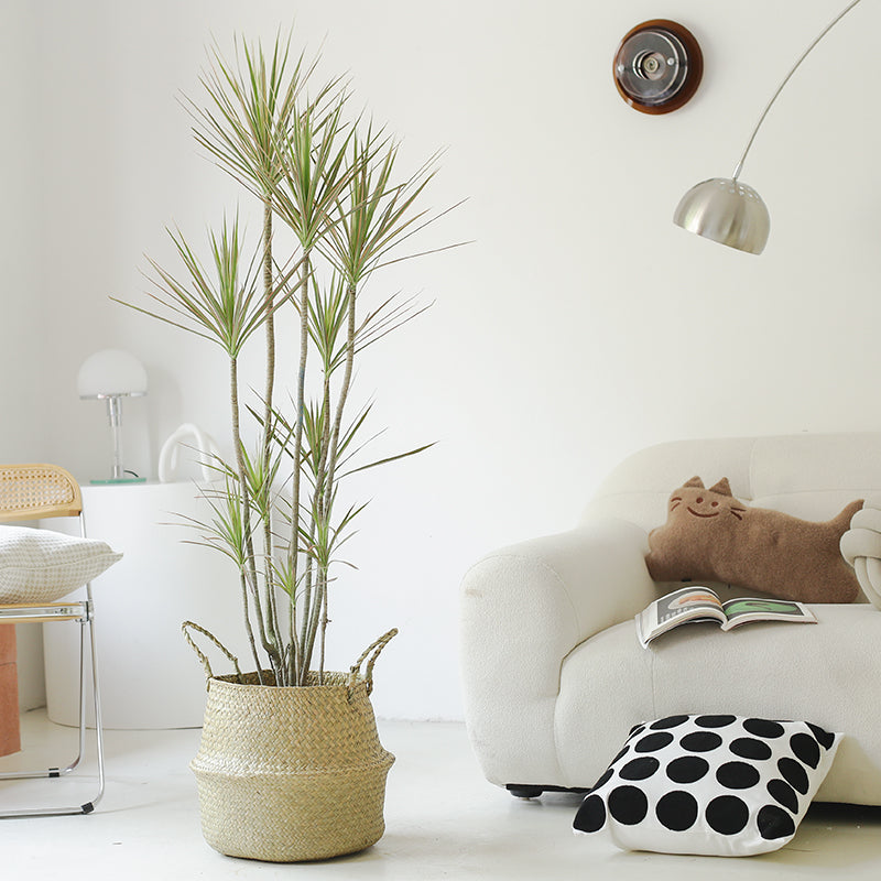 Indoor Multi-Head Dracaena Marginata Plant (Dragon Tree) Garden Plus