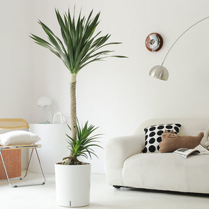 Indoor Dutch Iron Dracaena Plant Garden Plus