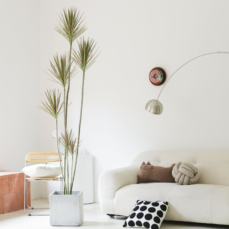 Indoor Multi-Head Dracaena Marginata Plant (Dragon Tree) Garden Plus