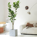 Indoor Ficus Altissima Plant Garden Plus