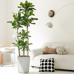 Indoor Threaded Iron Green Plant Garden Plus