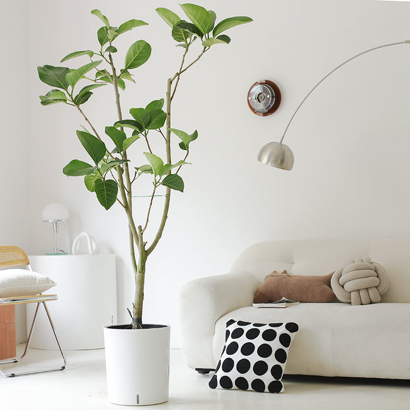 Indoor Ficus Altissima Plant Garden Plus