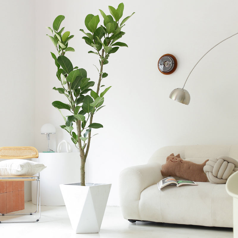 Indoor Ficus Altissima Plant Garden Plus