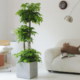 Indoor Radermachera Sinica Plant (Happiness Tree) Garden Plus