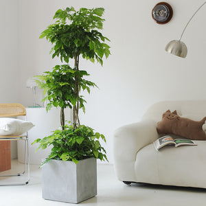 Indoor Radermachera Sinica Plant (Happiness Tree) Garden Plus