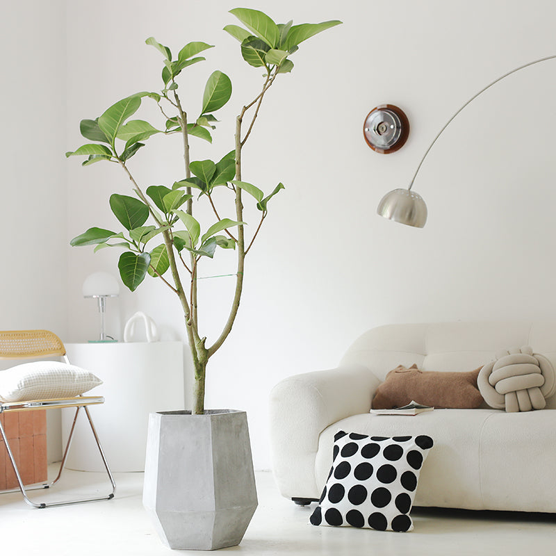 Indoor Ficus Altissima Plant Garden Plus