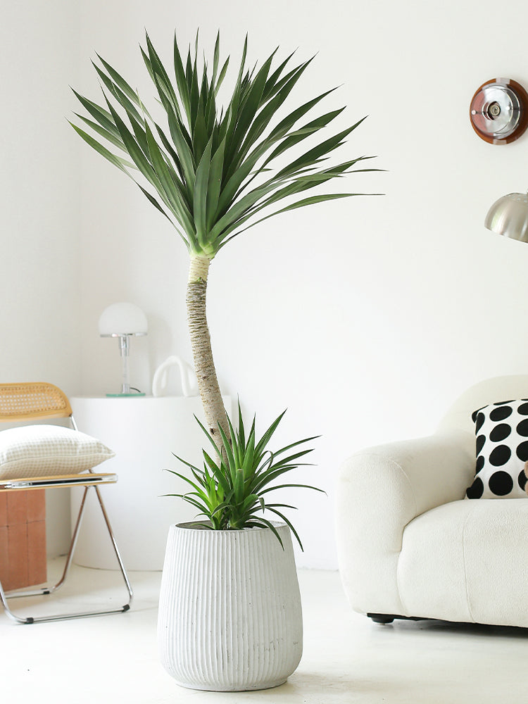 Indoor Dutch Iron Dracaena Plant Garden Plus